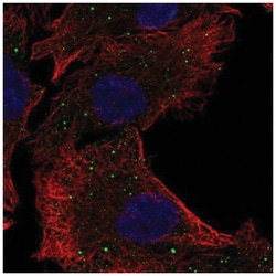PAQR5 Antibody, Novus Biologicals:Antibodies:Primary Antibodies