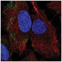 PARVB Antibody, Novus Biologicals:Antibodies:Primary Antibodies