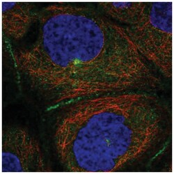 PATJ Antibody, Novus Biologicals 100&mu;L; Unlabeled:Antibodies, Polyclonal