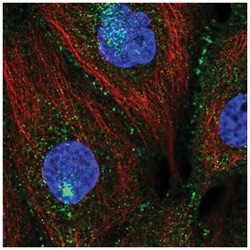 PATJ Antibody, Novus Biologicals 100&mu;L; Unlabeled:Antibodies, Polyclonal