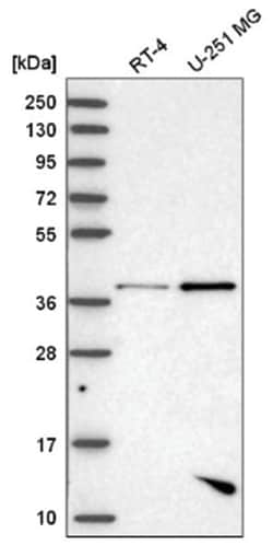 PBK Antibody, Novus Biologicals:Antibodies:Primary Antibodies