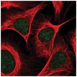 PCAF Antibody, Novus Biologicals 25 &mu;L, Unlabeled:Antibodies, Polyclonal