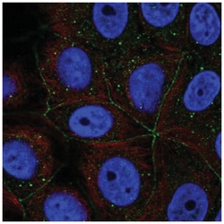 PCDHA11 Antibody, Novus Biologicals:Antibodies:Primary Antibodies