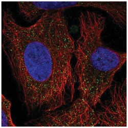 PCDHA6 Antibody, Novus Biologicals 25 &mu;L, Unlabeled:Antibodies, Polyclonal