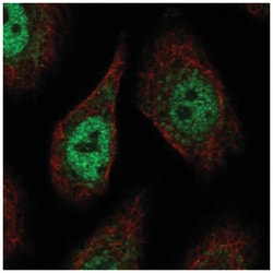 PCDHAC2 Antibody, Novus Biologicals:Antibodies:Primary Antibodies