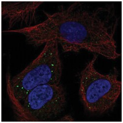 PCDHB14 Antibody, Novus Biologicals 25 &mu;L; Unlabeled:Antibodies, Polyclonal
