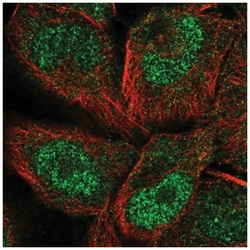 PCDHGC5 Antibody, Novus Biologicals:Antibodies:Primary Antibodies