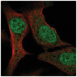PCF11 Antibody, Novus Biologicals:Antibodies:Primary Antibodies