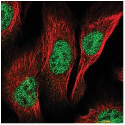PCGF3 Antibody, Novus Biologicals:Antibodies:Primary Antibodies