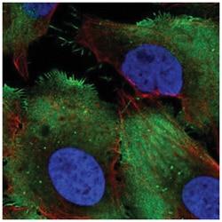 PCMTD1 Antibody, Novus Biologicals 100&mu;L; Unlabeled:Antibodies, Polyclonal