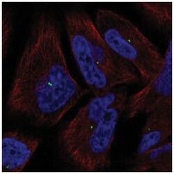 PCNA associated factor Antibody, Novus Biologicals:Antibodies:Primary Antibodies
