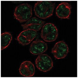 PCP2 Antibody, Novus Biologicals:Antibodies:Primary Antibodies
