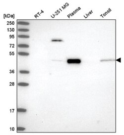 PCPE-1/PCOLCE Antibody, Novus Biologicals 100&mu;L; Unlabeled:Antibodies,