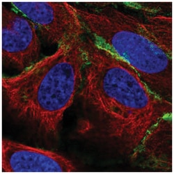 PCPTP1 Antibody, Novus Biologicals 25 &mu;L; Unlabeled:Antibodies, Polyclonal