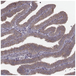 PDCD2L Antibody, Novus Biologicals:Antibodies:Primary Antibodies