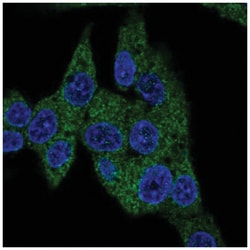 PDE3B Antibody, Novus Biologicals:Antibodies:Primary Antibodies