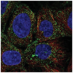 PDGF-D/SCDGFB Antibody, Novus Biologicals 100&mu;L; Unlabeled:Antibodies,
