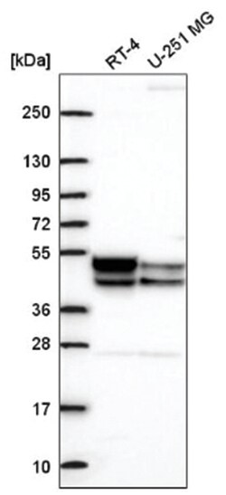 PDK3 Antibody, Novus Biologicals:Antibodies:Primary Antibodies