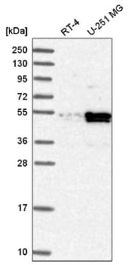 PDLIM7 Antibody, Novus Biologicals:Antibodies:Primary Antibodies