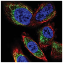 PDP2 Antibody, Novus Biologicals:Antibodies:Primary Antibodies