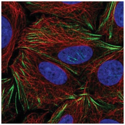 PDRG1 Antibody, Novus Biologicals:Antibodies:Primary Antibodies