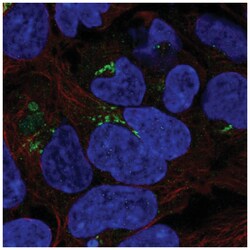 PDXDC1 Antibody, Novus Biologicals 25 &mu;L:Antibodies, Polyclonal