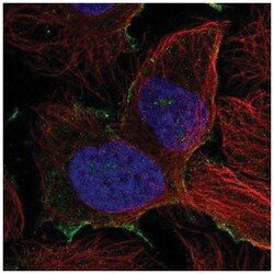 PDZD8 Antibody, Novus Biologicals 100&mu;L; Unlabeled:Antibodies, Polyclonal