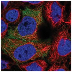 PDZRN3 Antibody, Novus Biologicals 25 &mu;L:Antibodies, Polyclonal