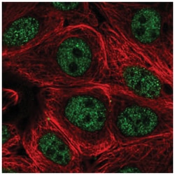 Pecanex Antibody, Novus Biologicals 25 &mu;L, Unlabeled:Antibodies, Polyclonal