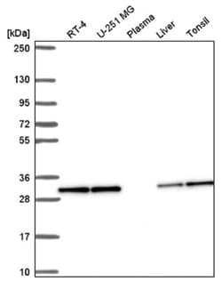 Peflin Antibody, Novus Biologicals 100 &mu;L | Buy Online | Novus Biologicals | Fisher Scientific