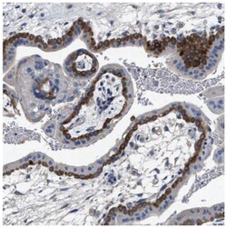 PEG10 Antibody, Novus Biologicals:Antibodies:Primary Antibodies