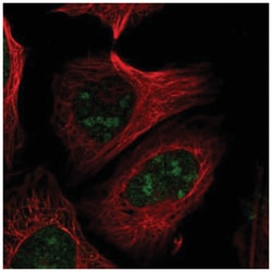 PELP1 Antibody, Novus Biologicals:Antibodies:Primary Antibodies