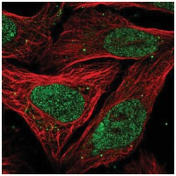 PELP1 Antibody, Novus Biologicals:Antibodies:Primary Antibodies