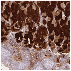 Pepsinogen I Antibody, Novus Biologicals 100&mu;L; Unlabeled:Antibodies,