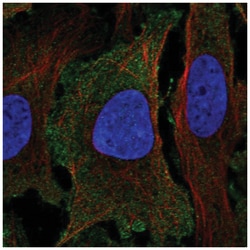 PER1 Antibody, Novus Biologicals:Antibodies:Primary Antibodies