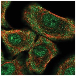 PER1 Antibody, Novus Biologicals 25 &mu;L, Unlabeled:Antibodies, Polyclonal