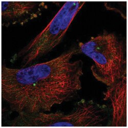 Pericentrin Antibody, Novus Biologicals 100&mu;L; Unlabeled:Antibodies,