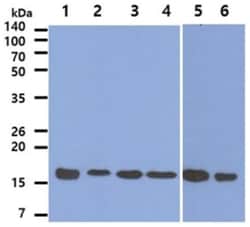 Peroxiredoxin 5 Mouse anti-Human, Clone: 6A10, Novus Biologicals:Antibodies:Primary