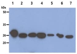 Peroxiredoxin 6 Mouse anti-Human, Mouse, Clone: 2.20E+08, Novus Biologicals