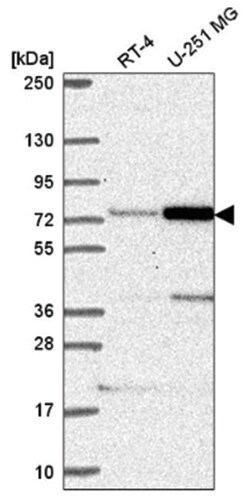 Pescadillo Antibody, Novus Biologicals:Antibodies:Primary Antibodies