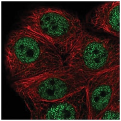 PEX10 Antibody, Novus Biologicals:Antibodies:Primary Antibodies