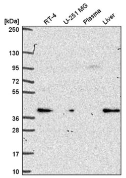 PEX19 Antibody, Novus Biologicals 100&mu;L; Unlabeled:Antibodies, Polyclonal