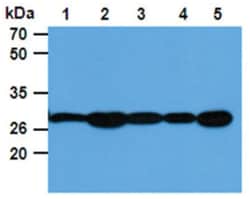 PGAM1 Mouse anti-Human, Clone: 1G4, Novus Biologicals 50&mu;L; Unlabeled:Antibodies,