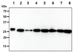 PGAM2 Mouse anti-Human, Mouse, Clone: 5A7, Novus Biologicals 100&mu;L;