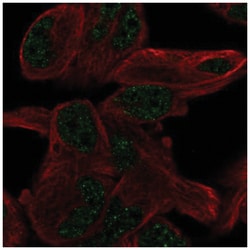 PGBD5 Antibody, Novus Biologicals:Antibodies:Primary Antibodies