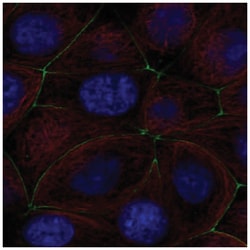 PGLYRP2/PGRP-L Antibody, Novus Biologicals:Antibodies:Primary Antibodies