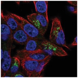 PGPEP-1 Antibody, Novus Biologicals 100&mu;L; Unlabeled:Anticuerpos
