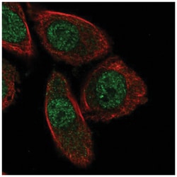 PHACTR3 Antibody, Novus Biologicals 25 &mu;L; Unconjugated:Antibodies,