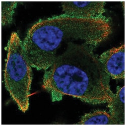 Phospholipase C beta 2 Antibody, Novus Biologicals 100&mu;L; Unlabeled:Antibodies,