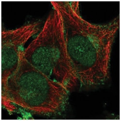 Phospholipid Scramblase 1/PLSCR1 Antibody, Novus Biologicals:Antibodies:Primary